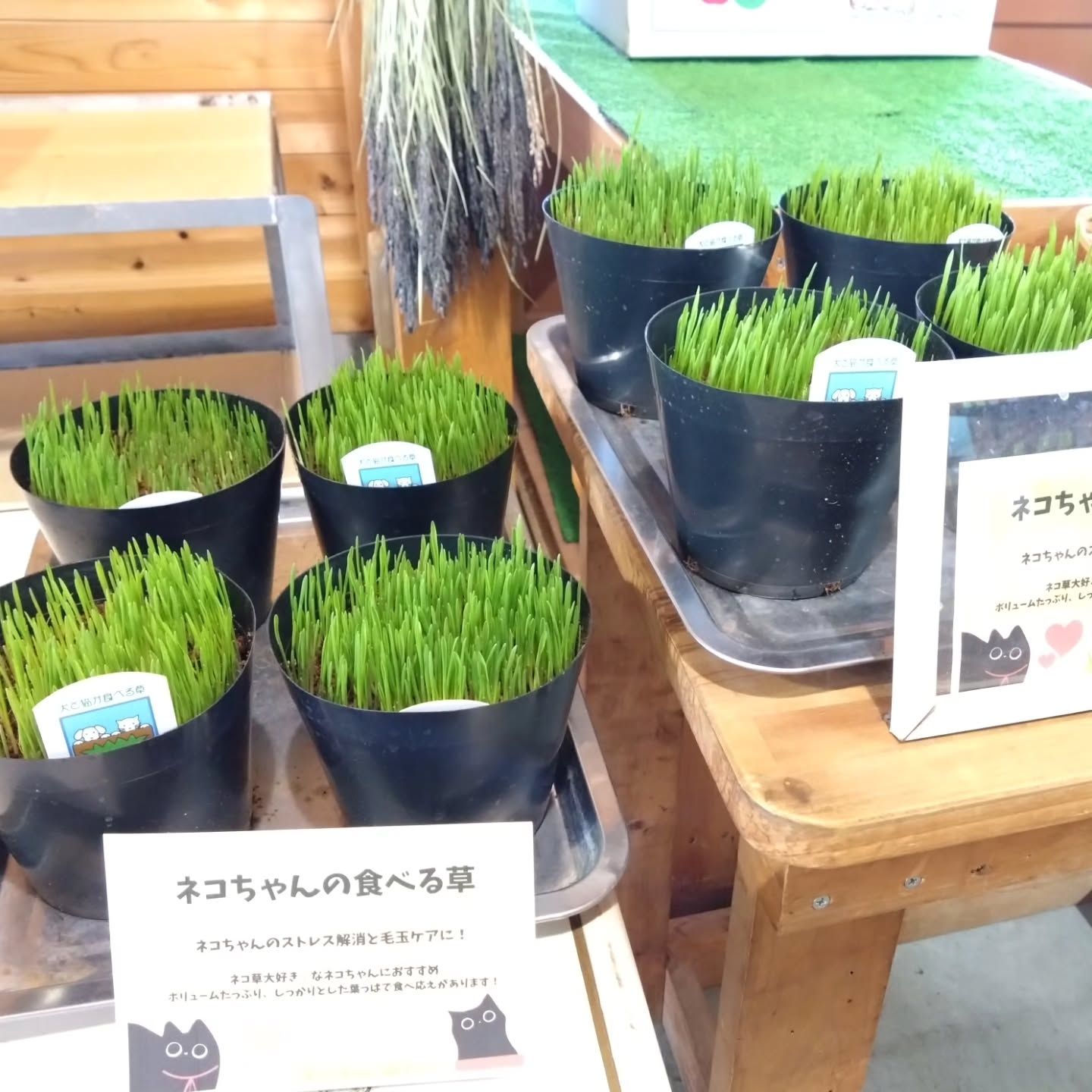 ネコの草入りました😺