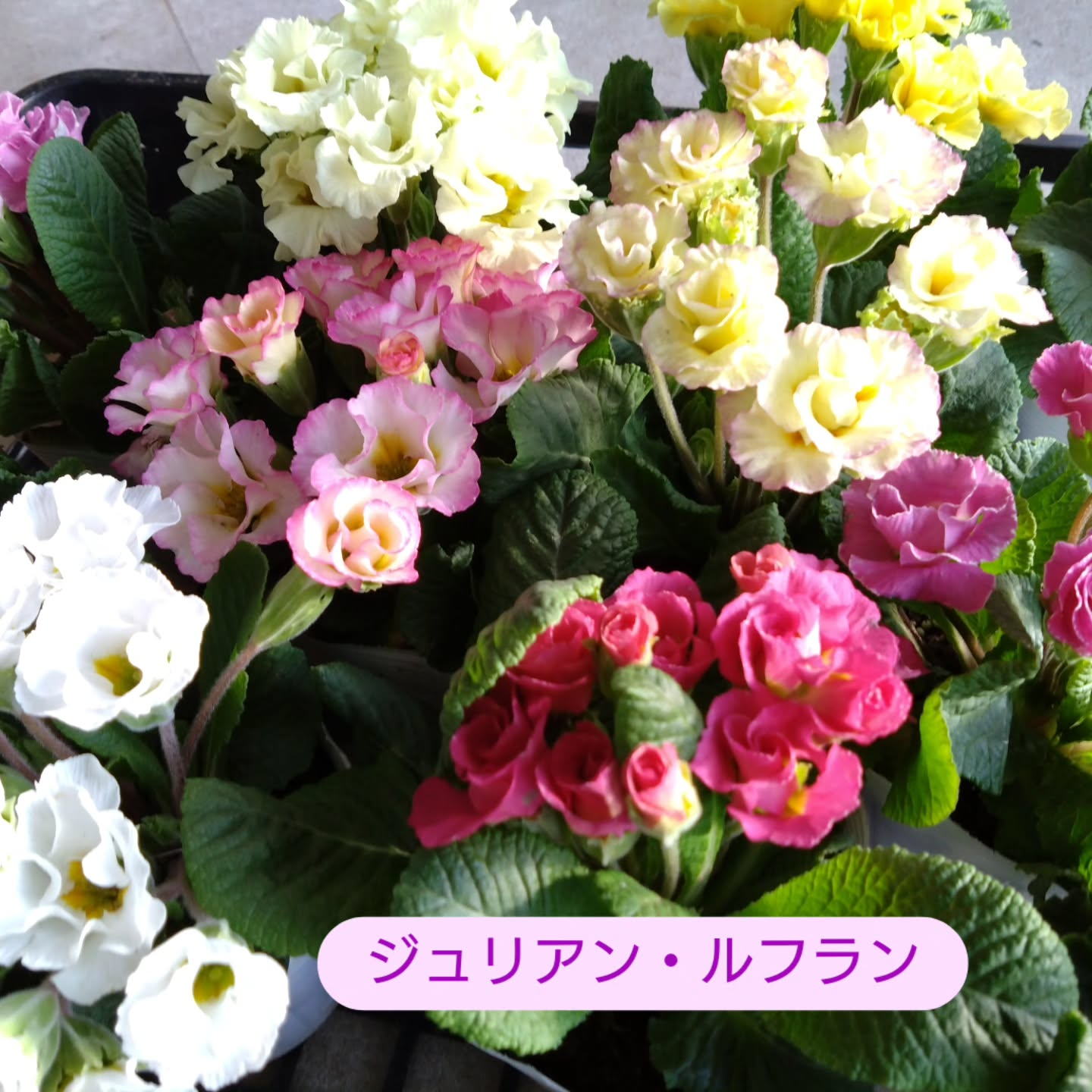 ちょっと早めに春色入りました🌼