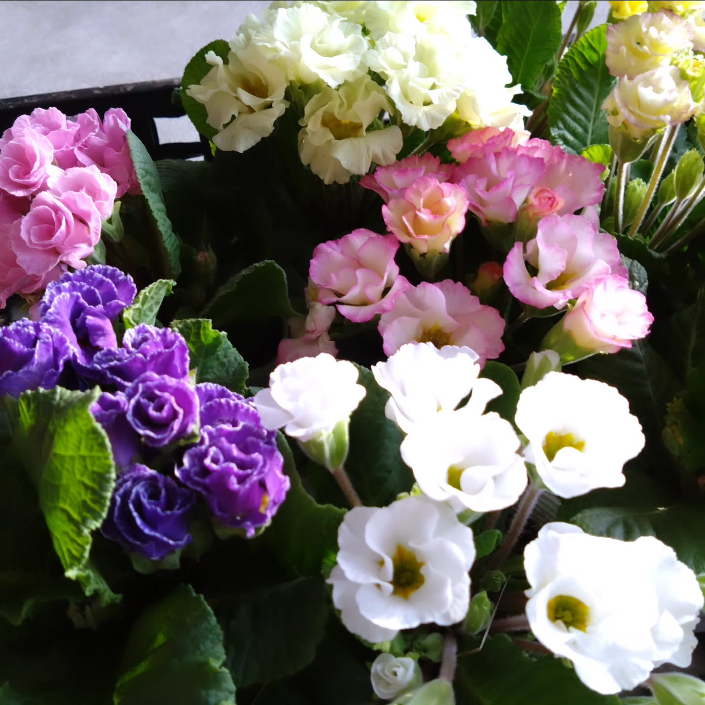 ちょっと早めに春色入りました🌼