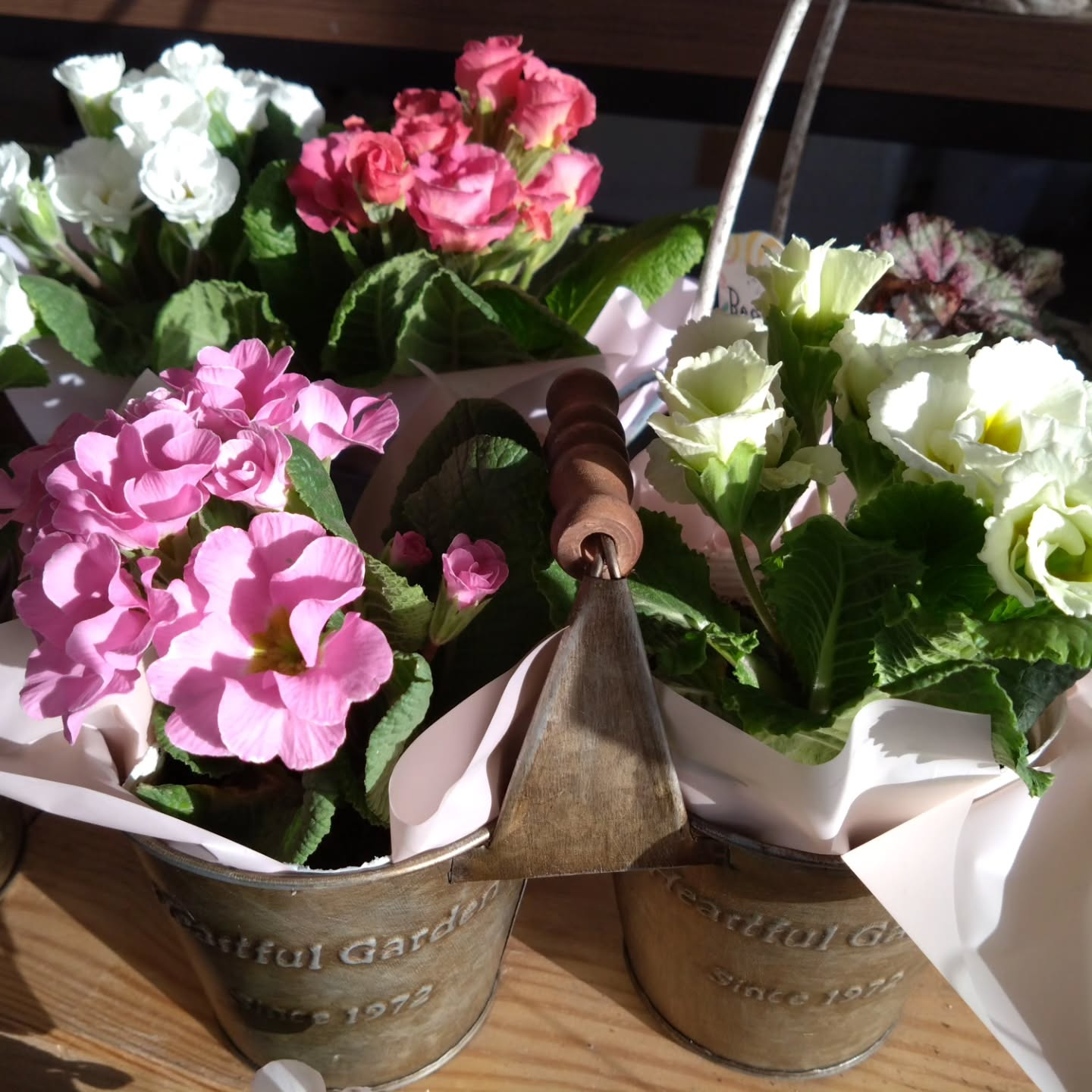 ちょっと早めに春色入りました🌼