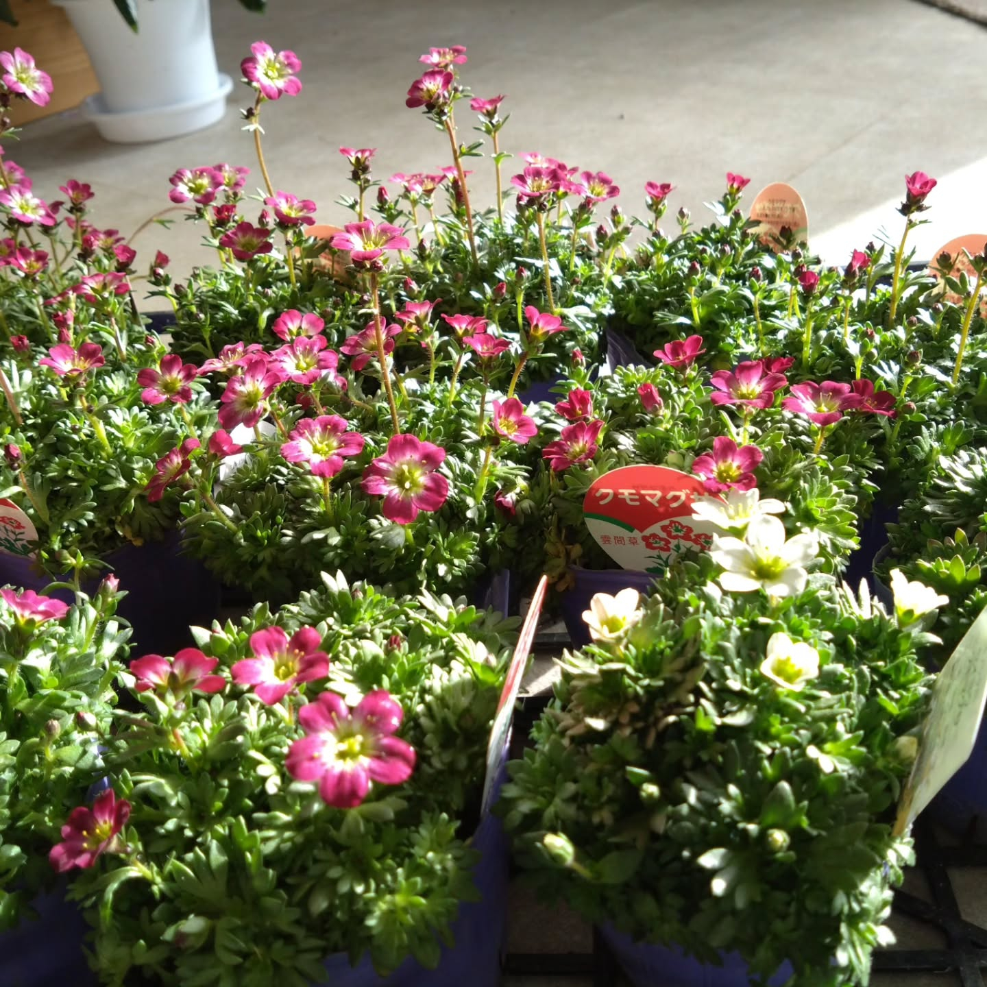 雲間草入りました😊