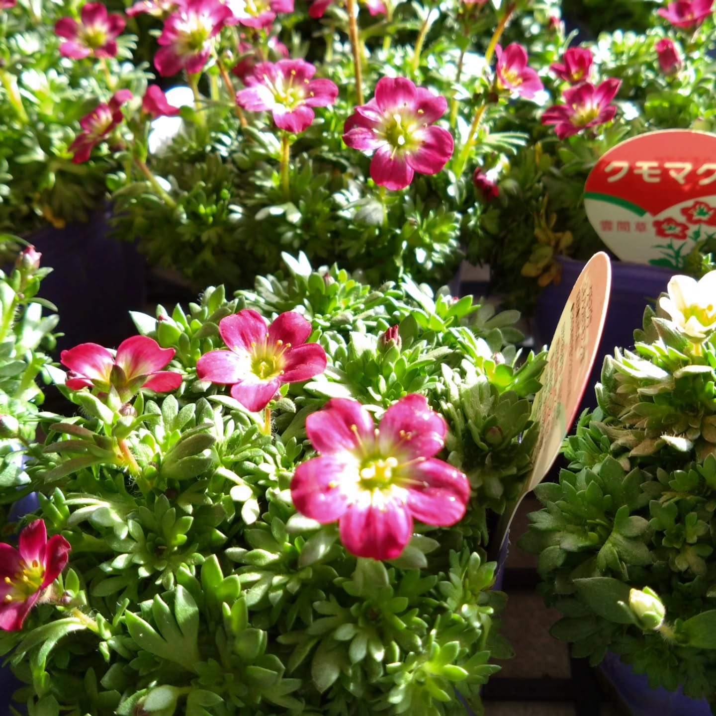 雲間草入りました😊