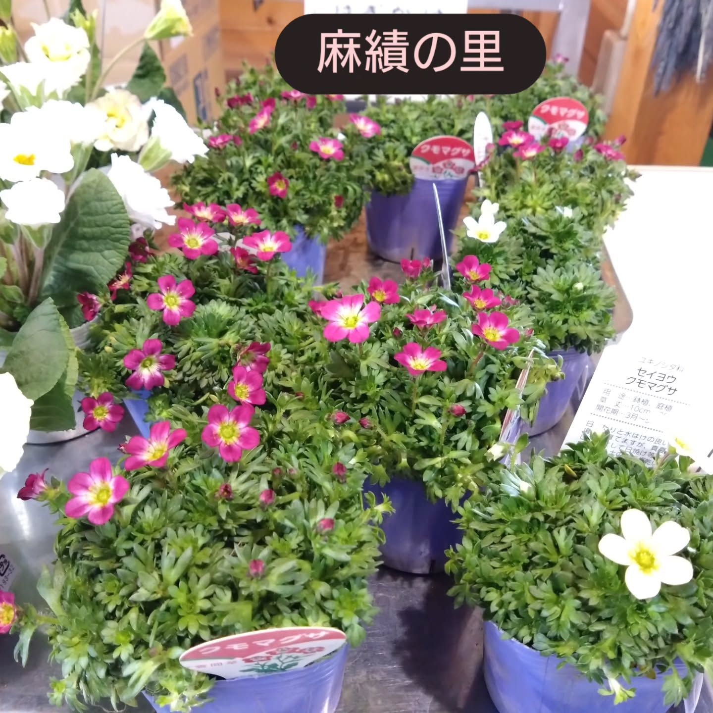 雲間草入りました😊