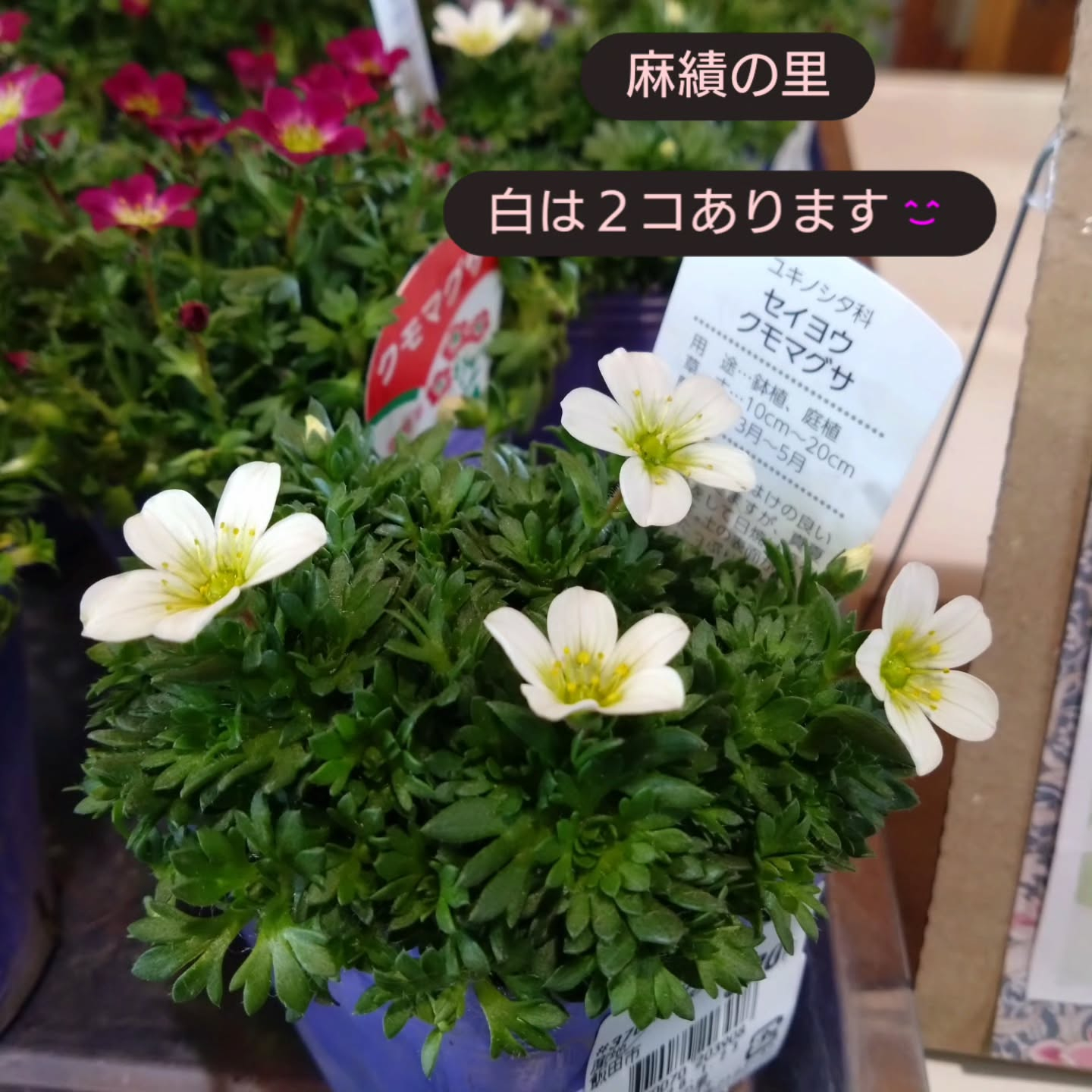 雲間草入りました😊