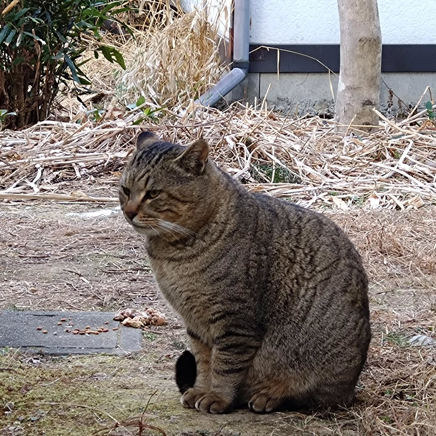 最近　現れるようになったキジトラくん