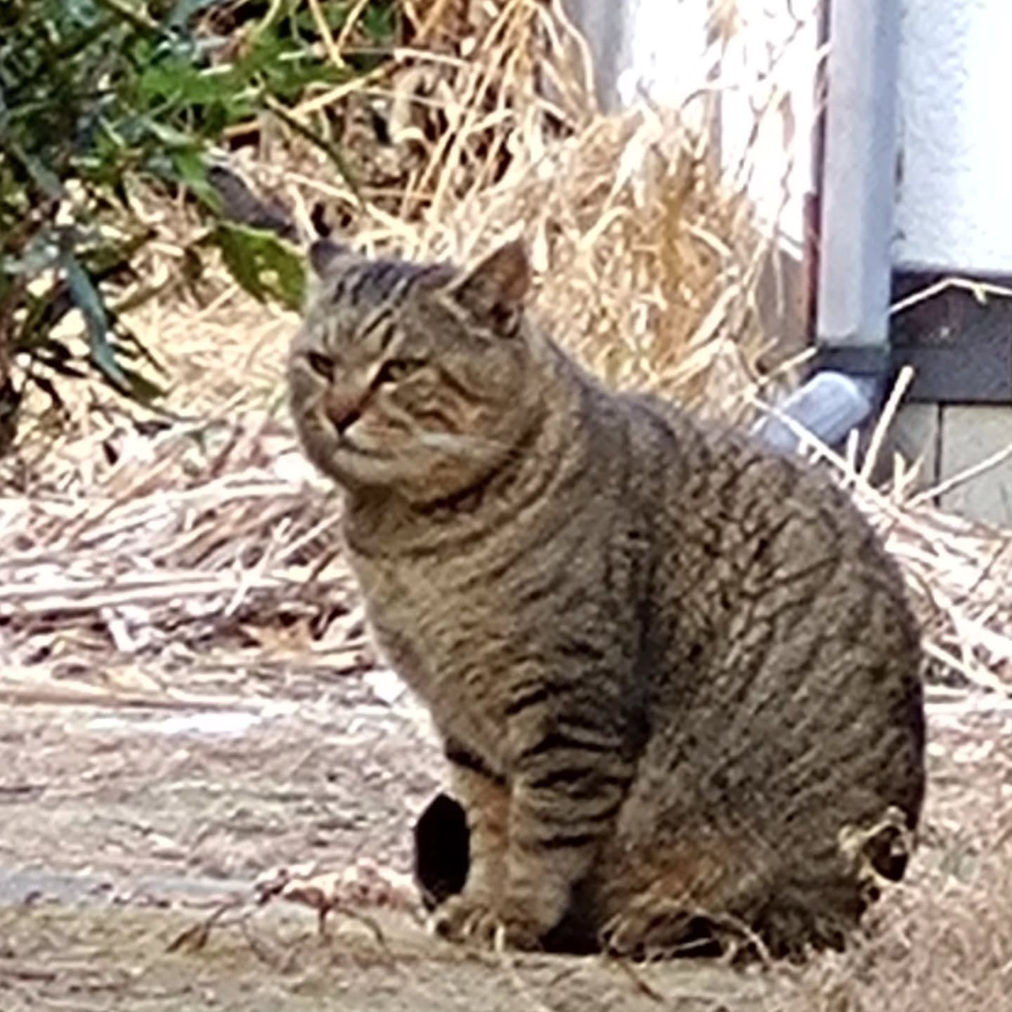 最近　現れるようになったキジトラくん
