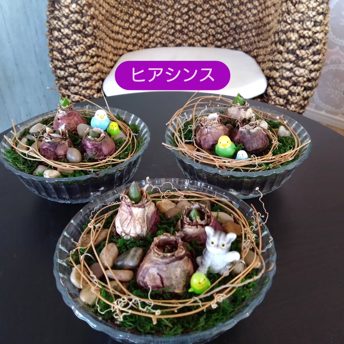 ヒアシンス ピヨコガーデンにしてみました🐤