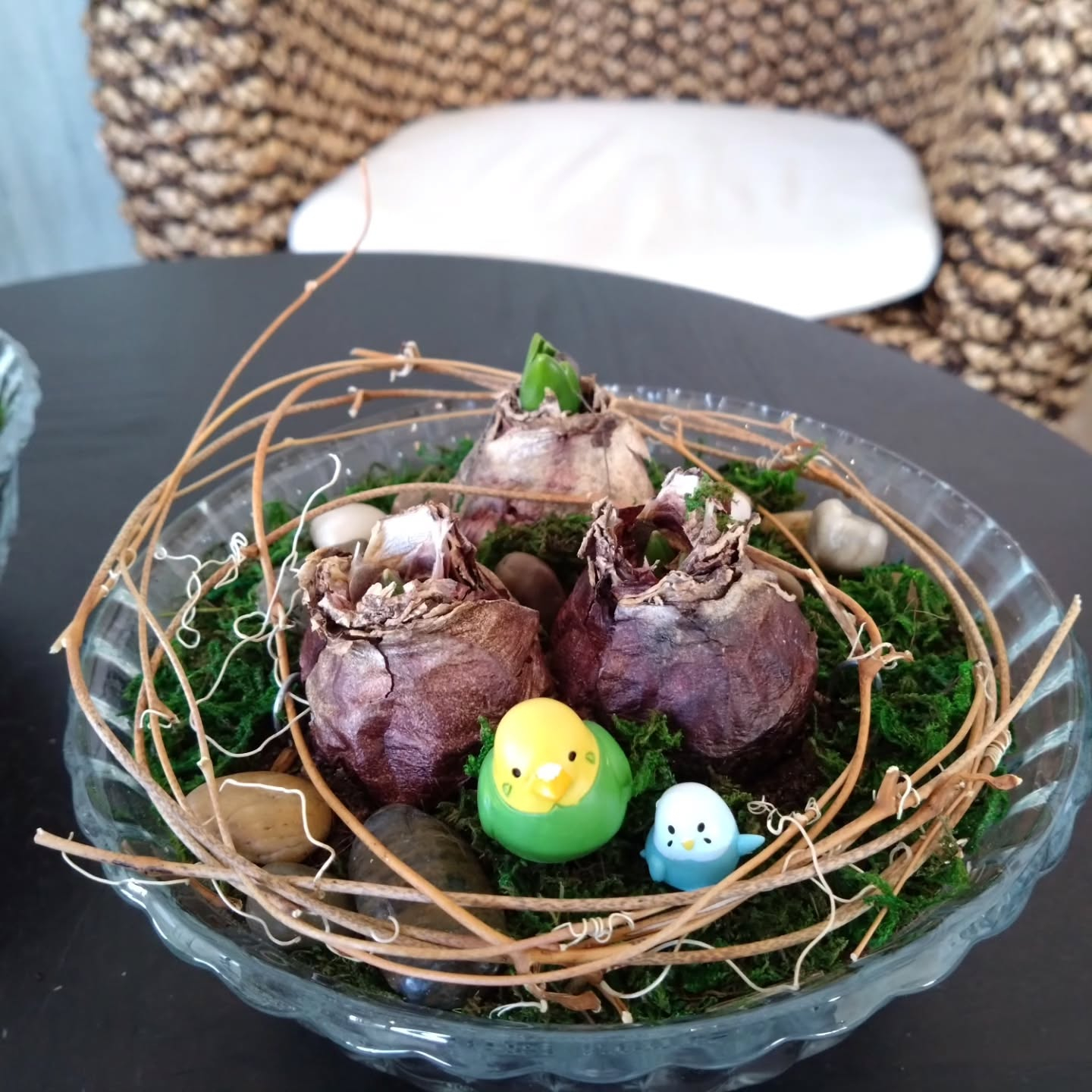 ヒアシンス ピヨコガーデンにしてみました🐤