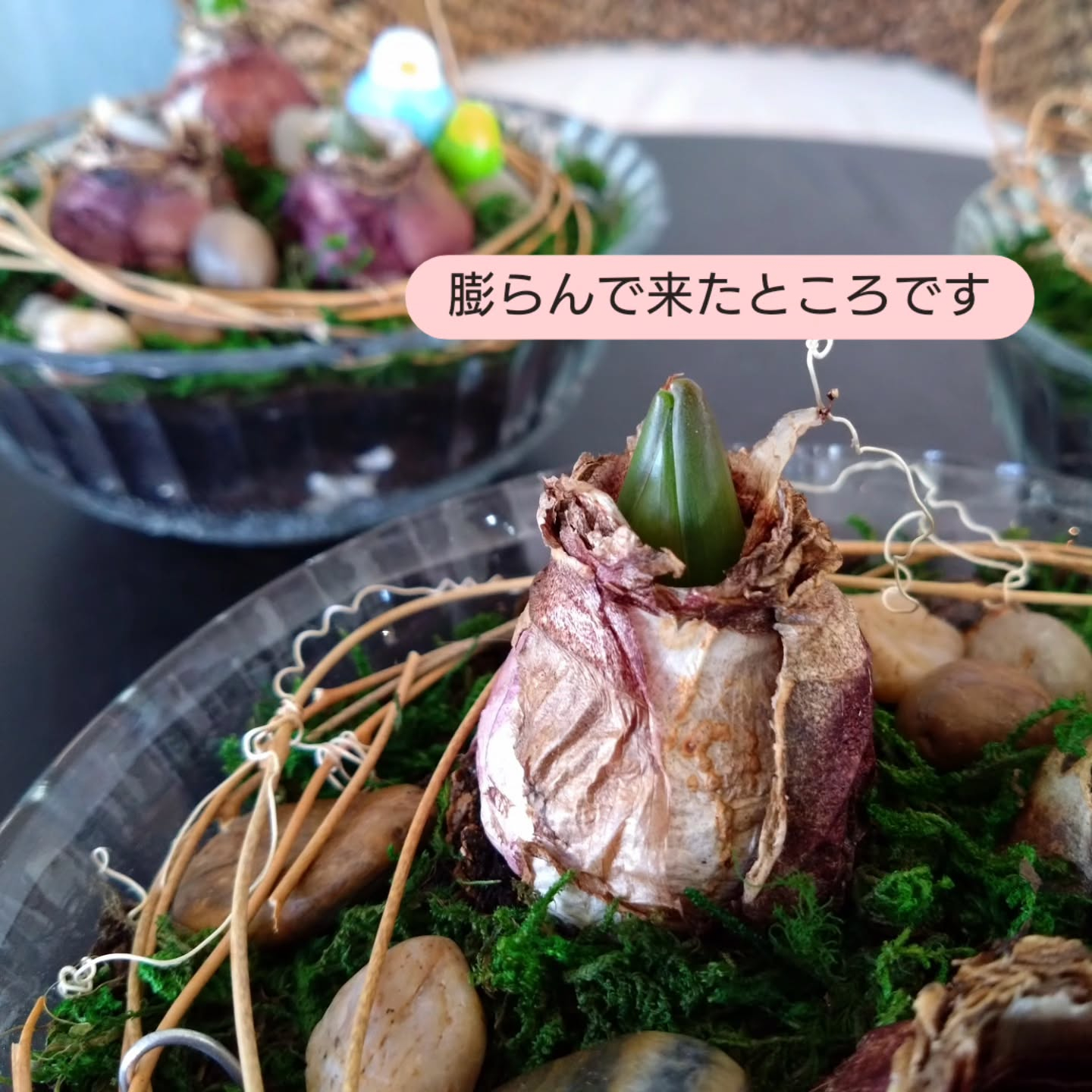 ヒアシンス ピヨコガーデンにしてみました🐤