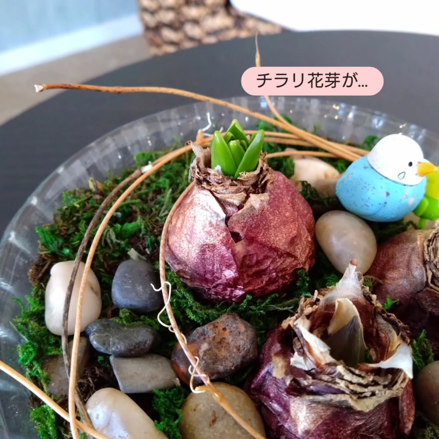 ヒアシンス ピヨコガーデンにしてみました🐤