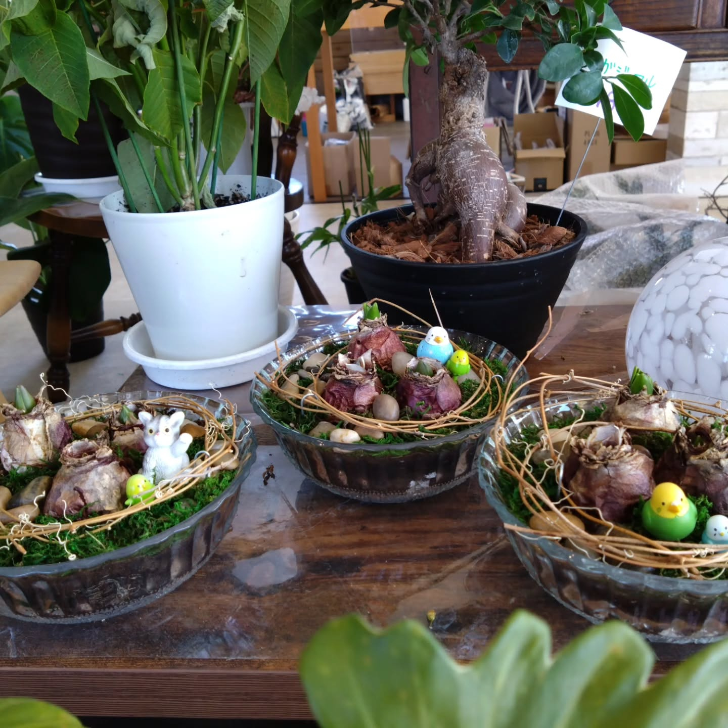 ヒアシンス ピヨコガーデンにしてみました🐤