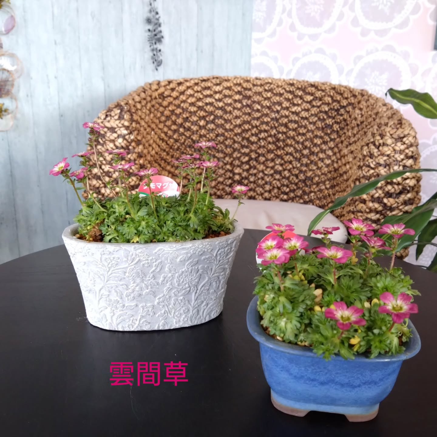 ヒアシンス ピヨコガーデンにしてみました🐤