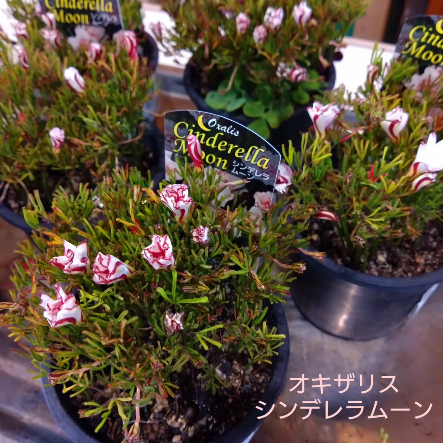 八重咲きオキザリス