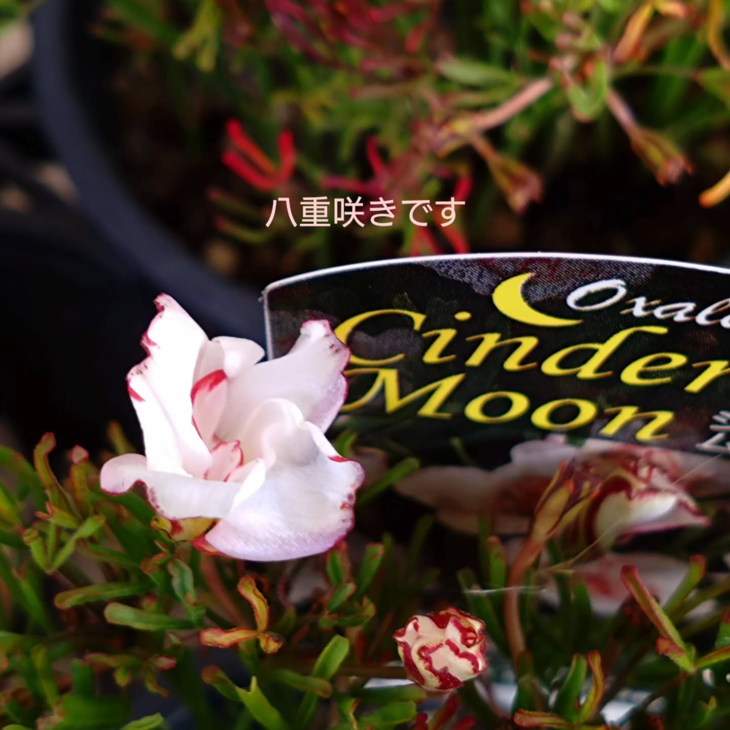 八重咲きオキザリス