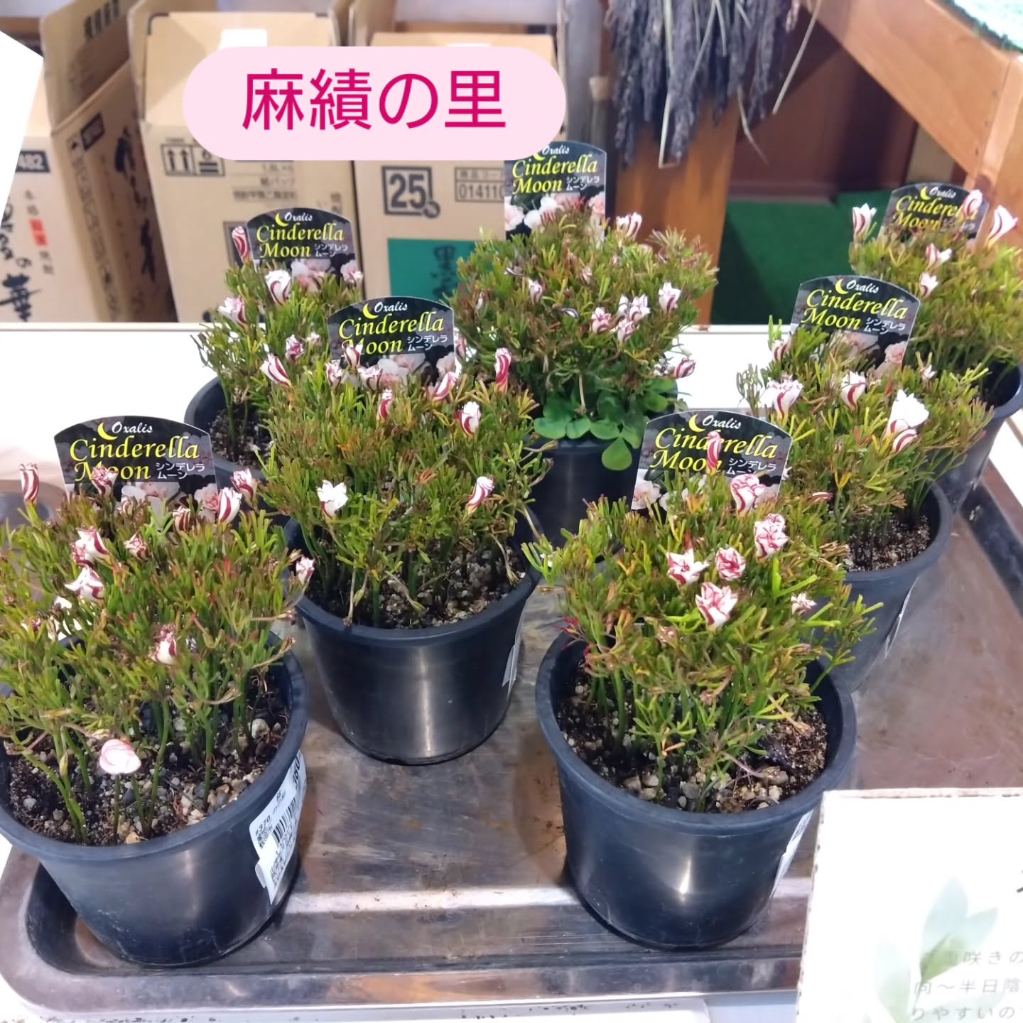 八重咲きオキザリス