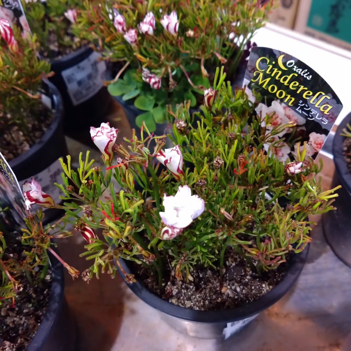 八重咲きオキザリス