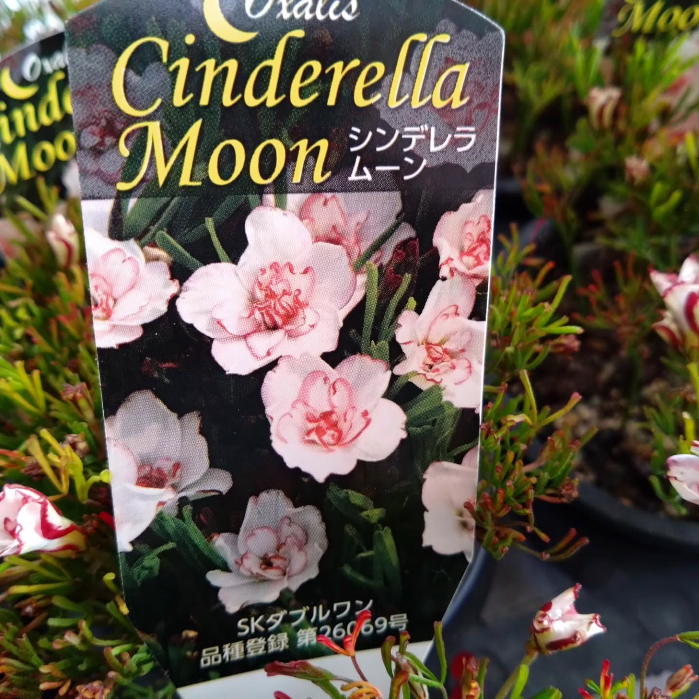 八重咲きオキザリス