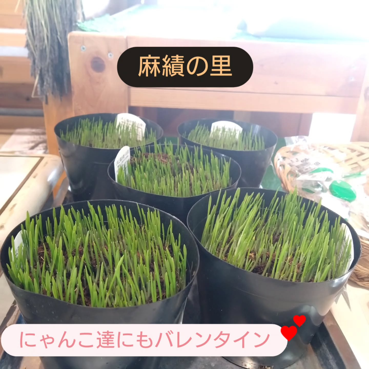 ネコの草入りました😃