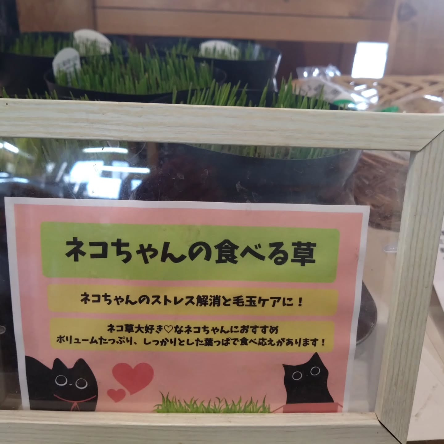 ネコの草入りました😃