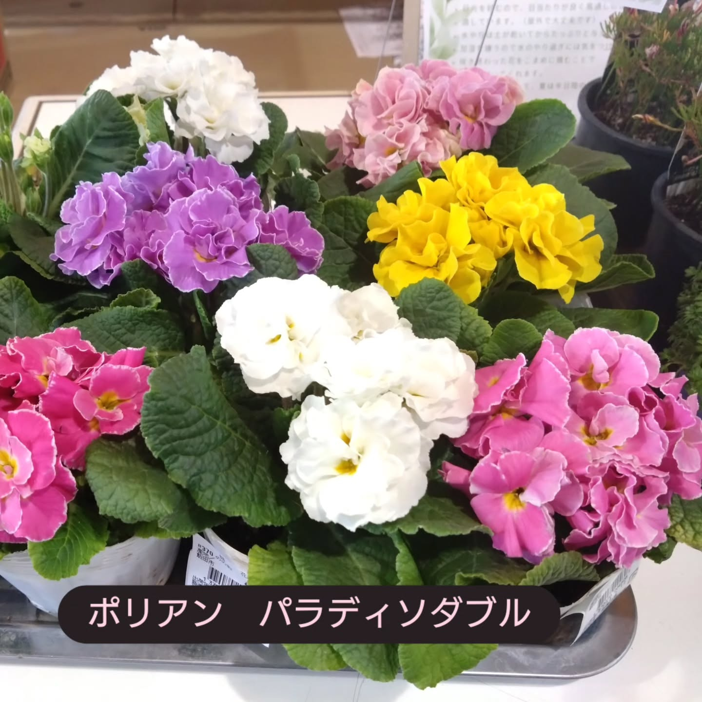 ネコの草入りました😃