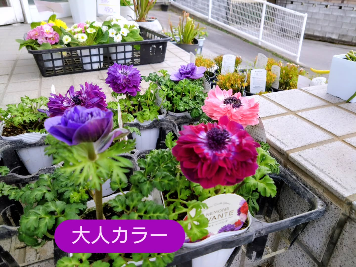 アネモネ八重咲き レバンテ