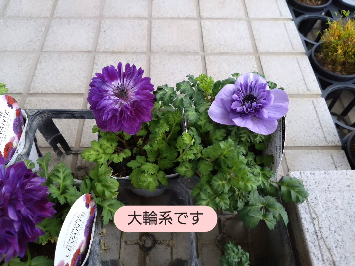 アネモネ八重咲き レバンテ