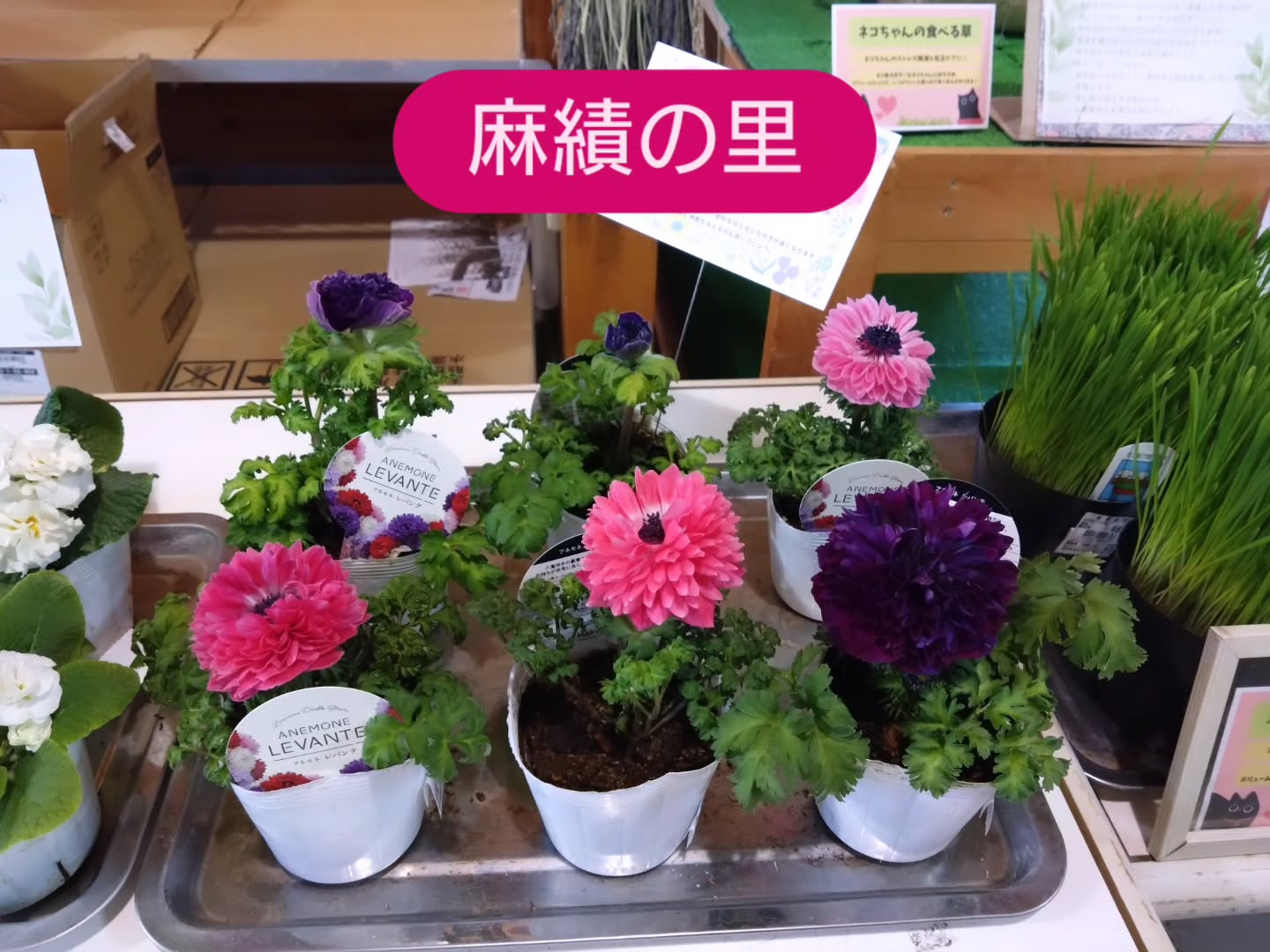 アネモネ八重咲き レバンテ