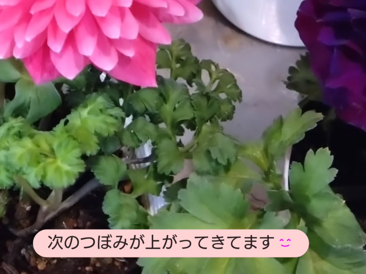 アネモネ八重咲き レバンテ