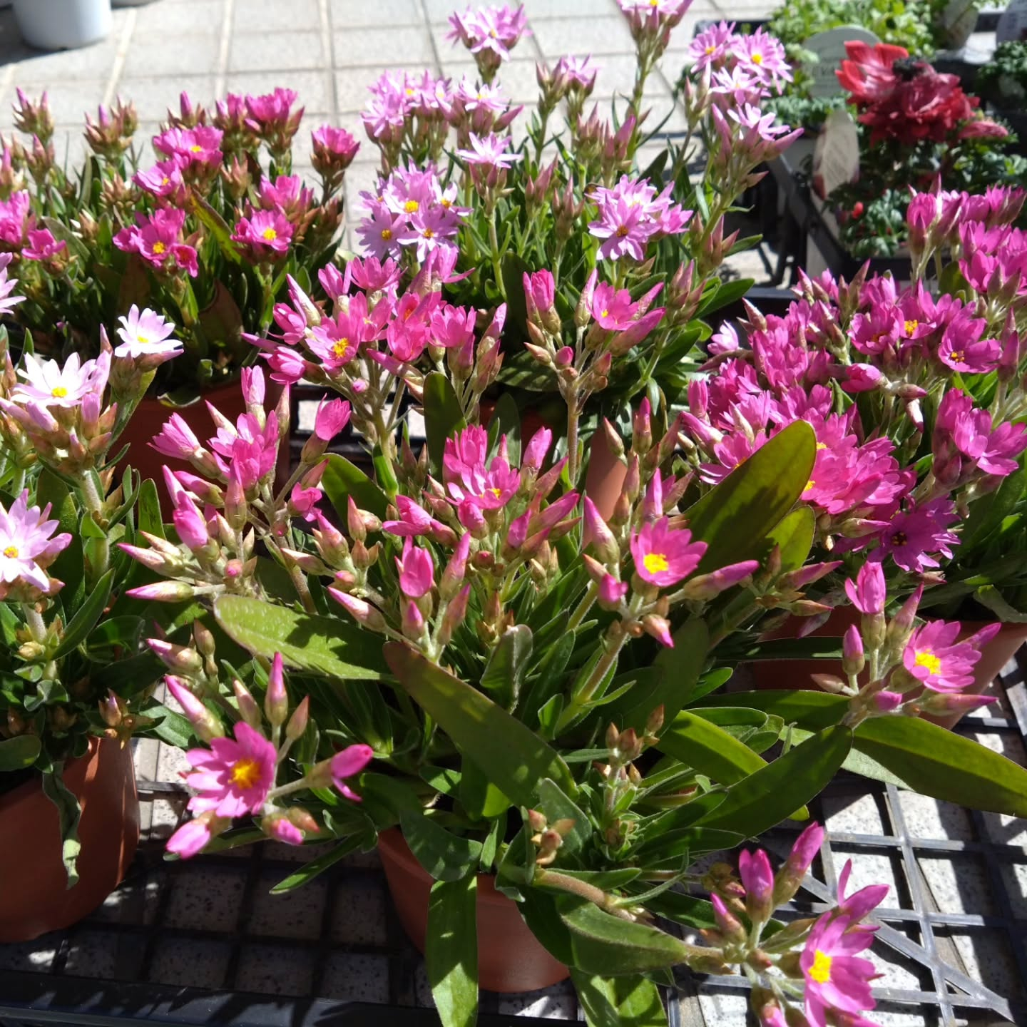 ヘリクリサム ローズビューティー