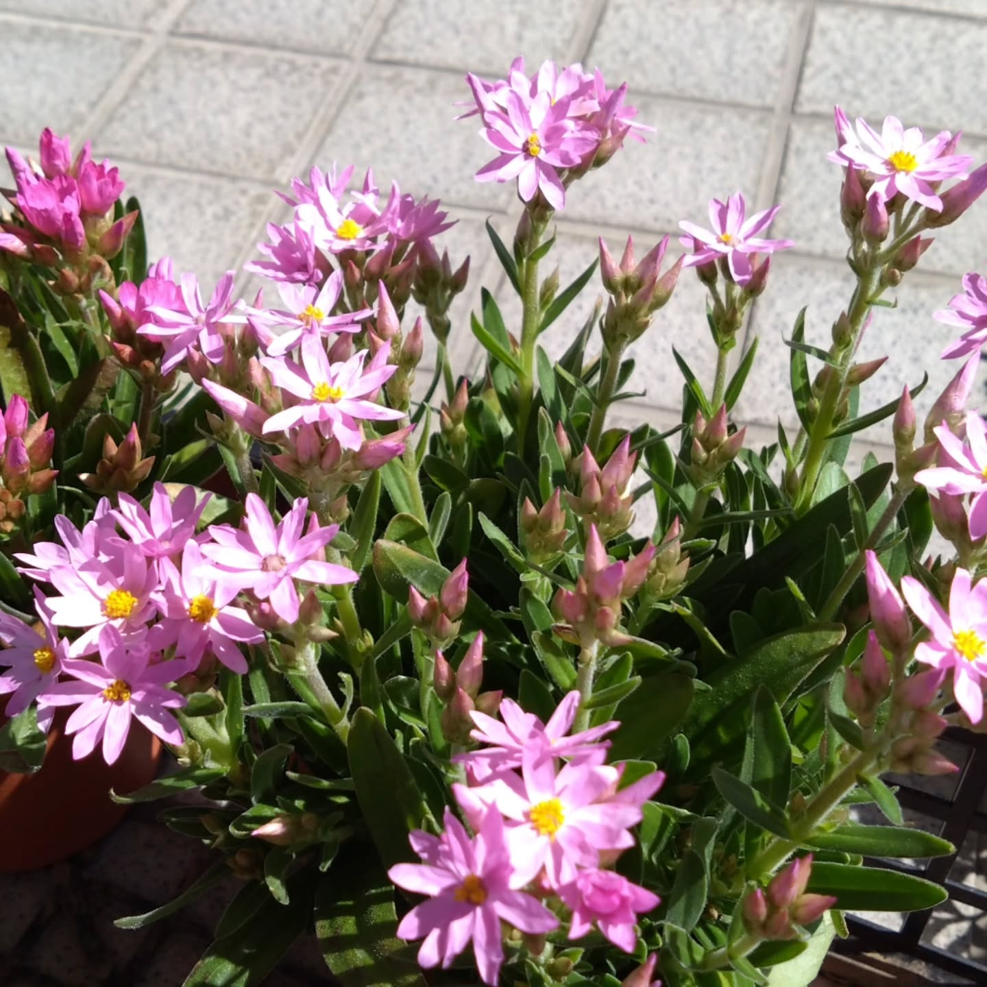 ヘリクリサム ローズビューティー