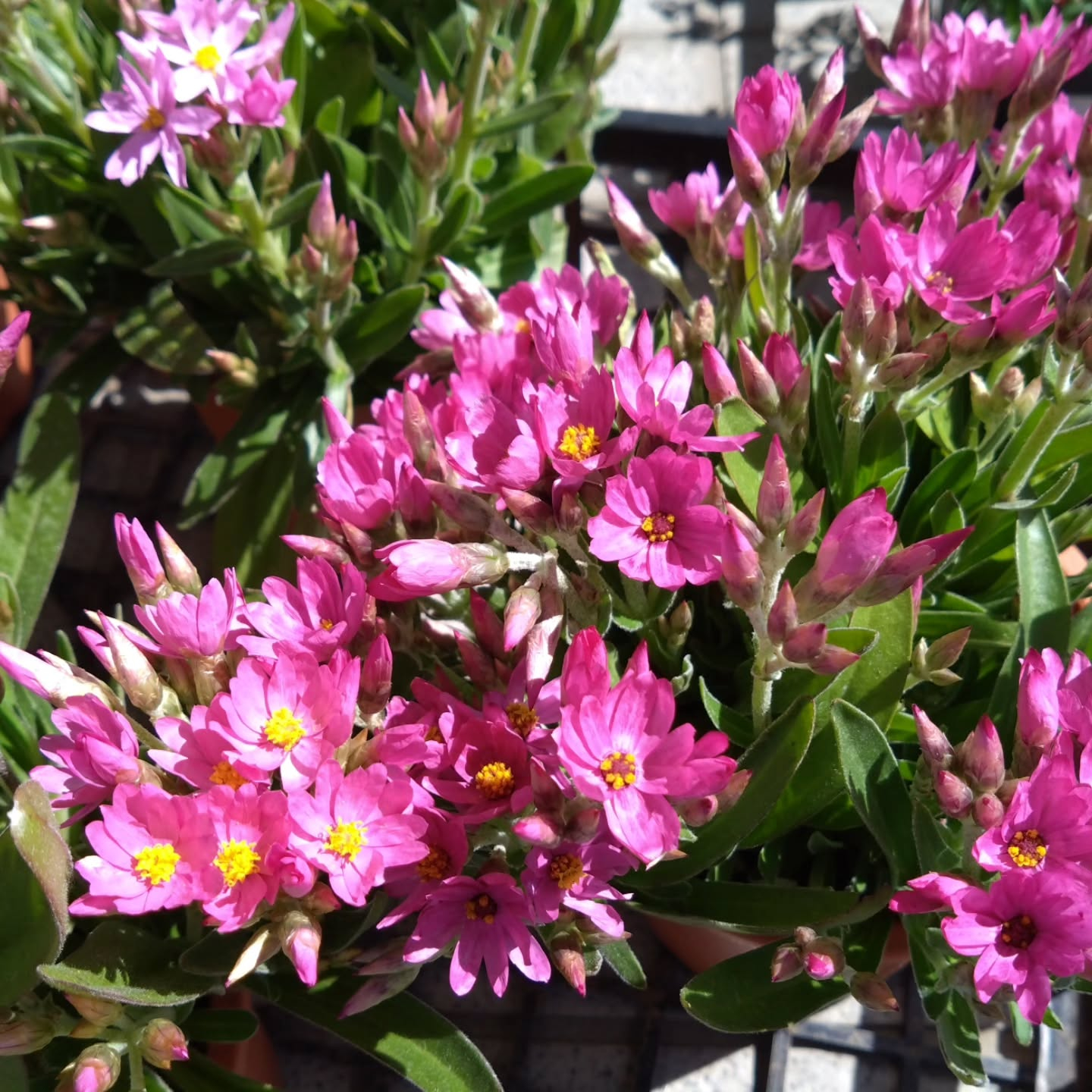 ヘリクリサム ローズビューティー