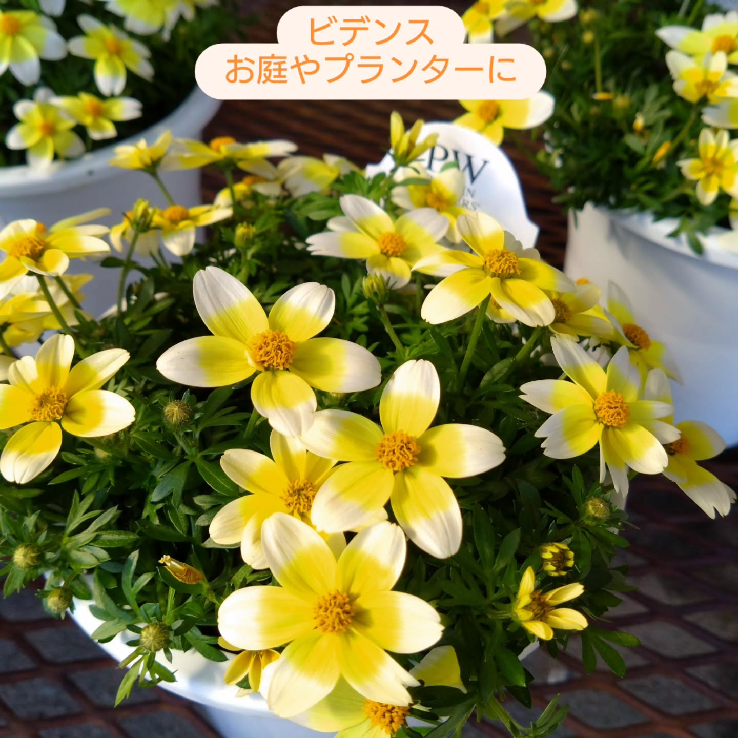 麻績の里さんに納品してきました😃