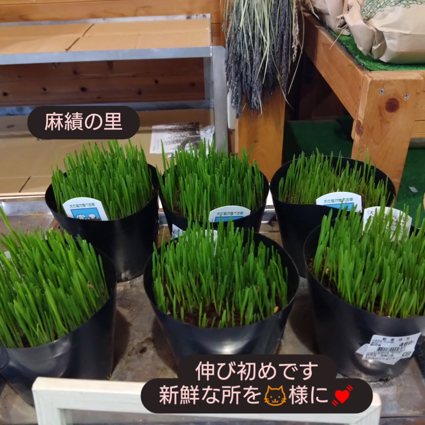 麻績の里さんに納品してきました😃