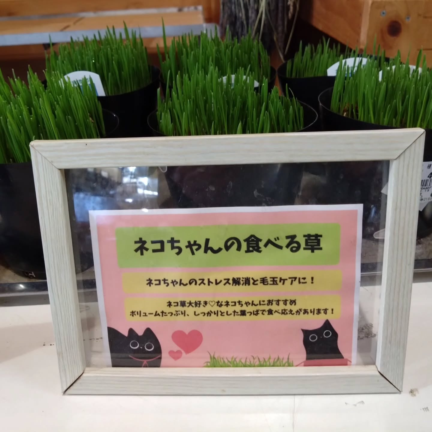 麻績の里さんに納品してきました😃