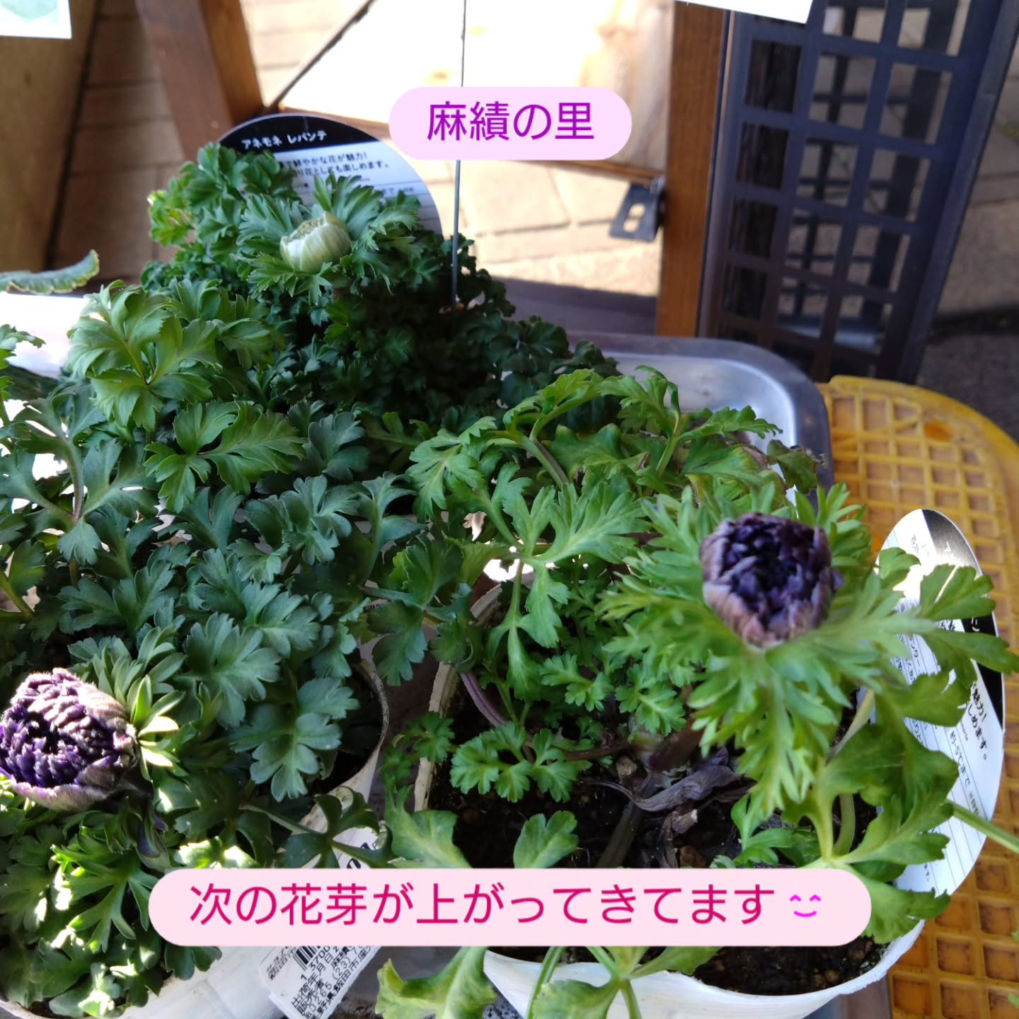 麻績の里さんに納品してきました😃