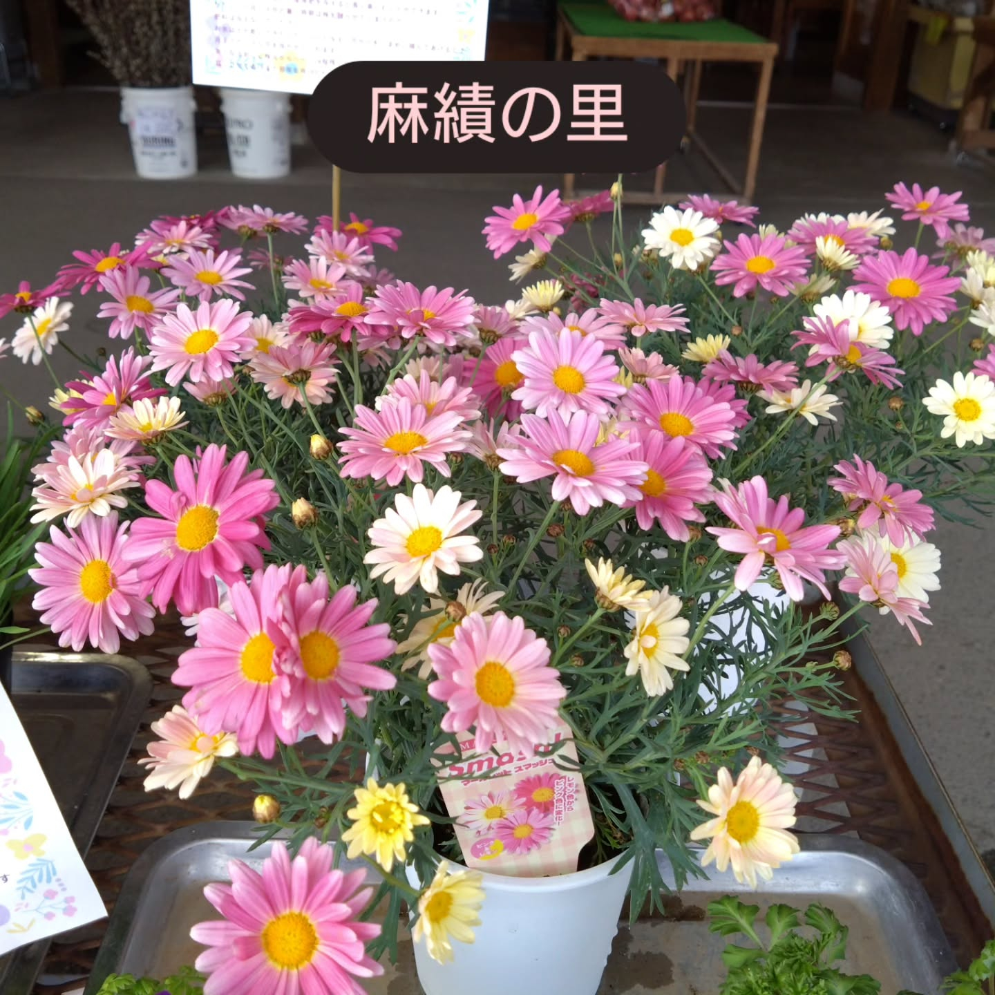 麻績の里さんへも🏵️