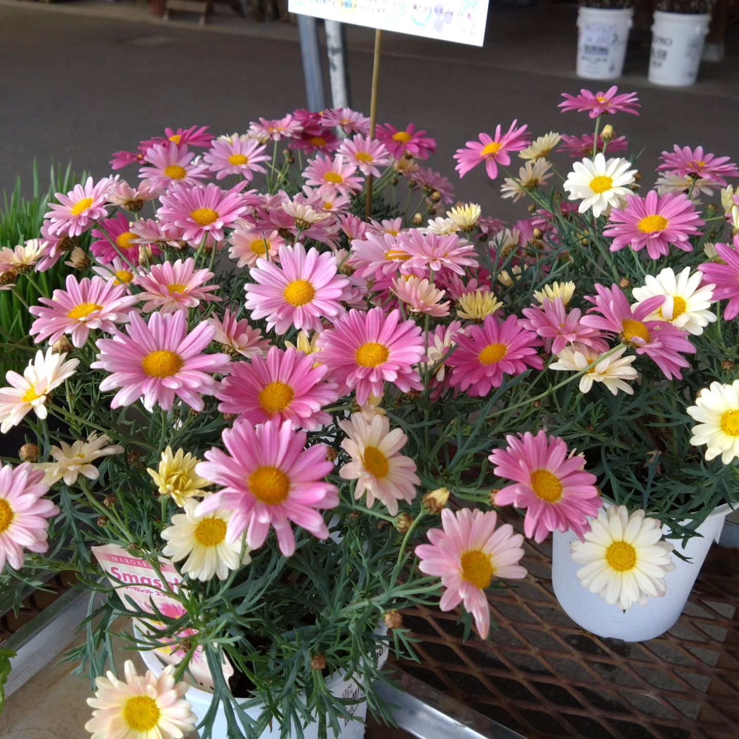 麻績の里さんへも🏵️