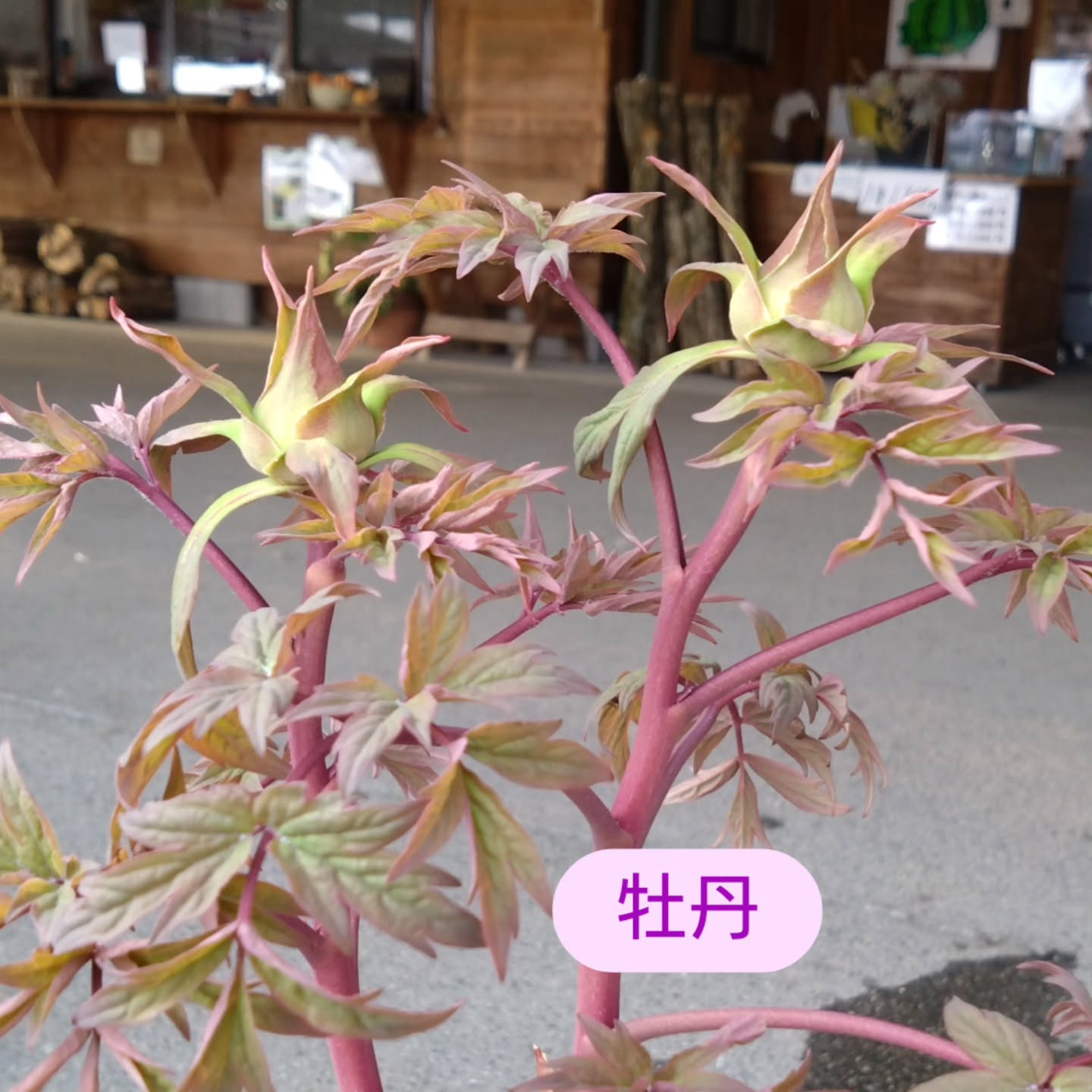 麻績の里さんへも🏵️