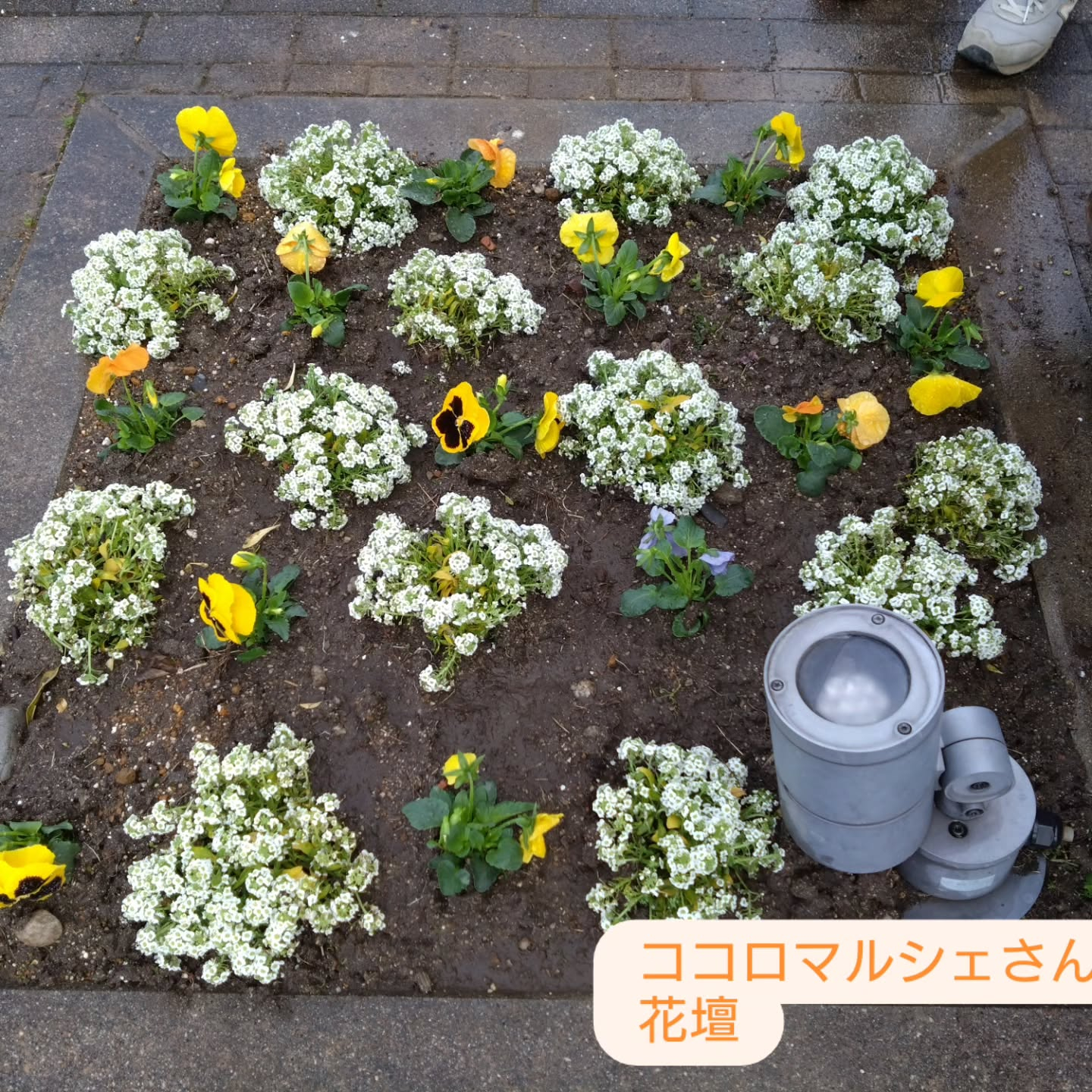 花壇やプランターも華やかになってきました