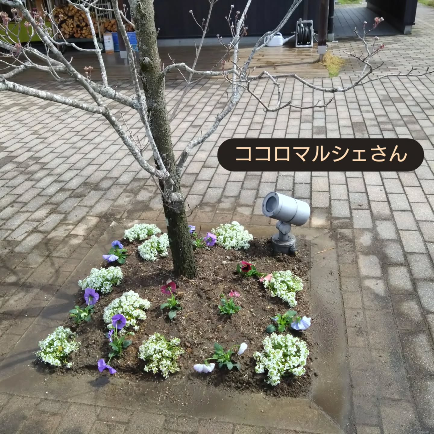 花壇やプランターも華やかになってきました