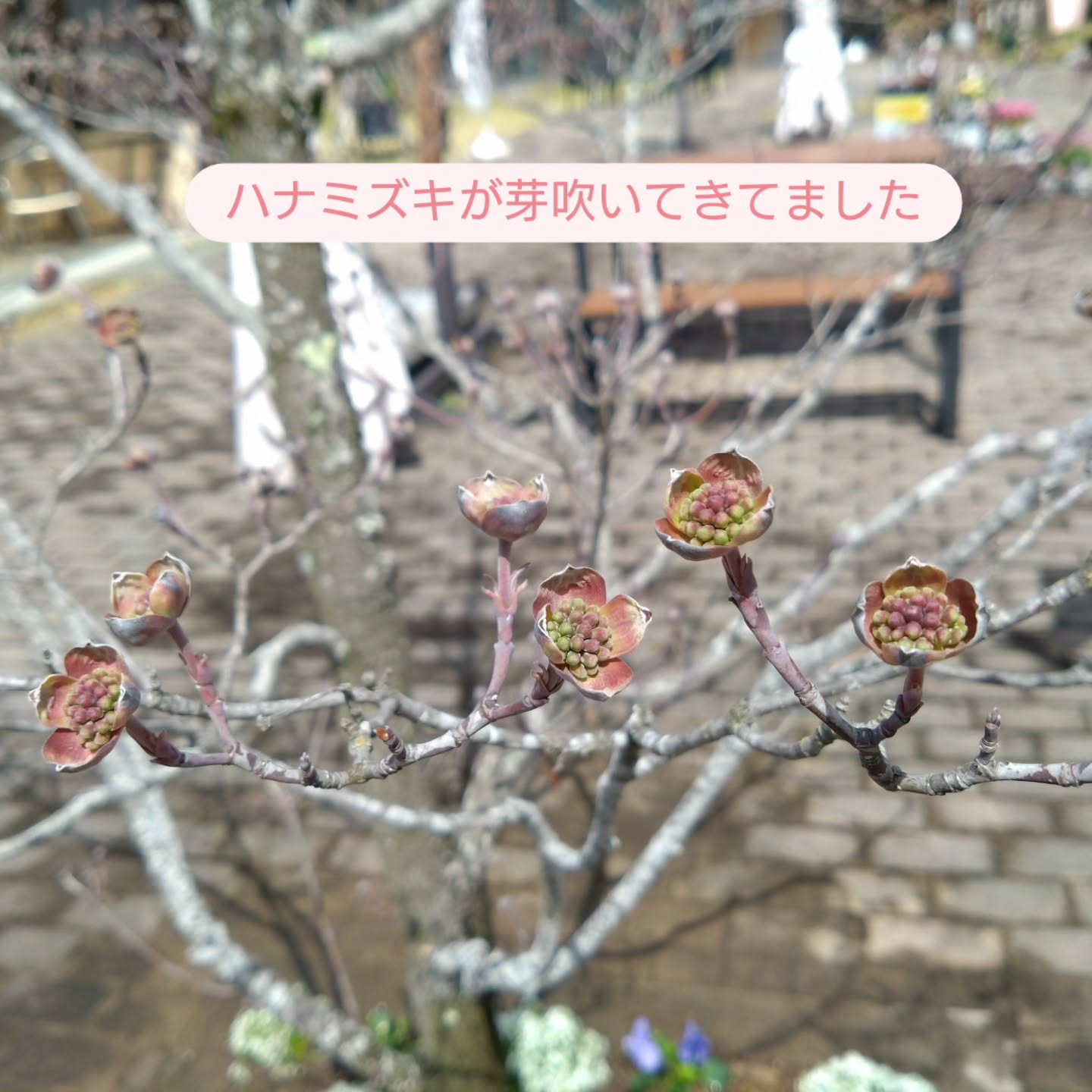 花壇やプランターも華やかになってきました