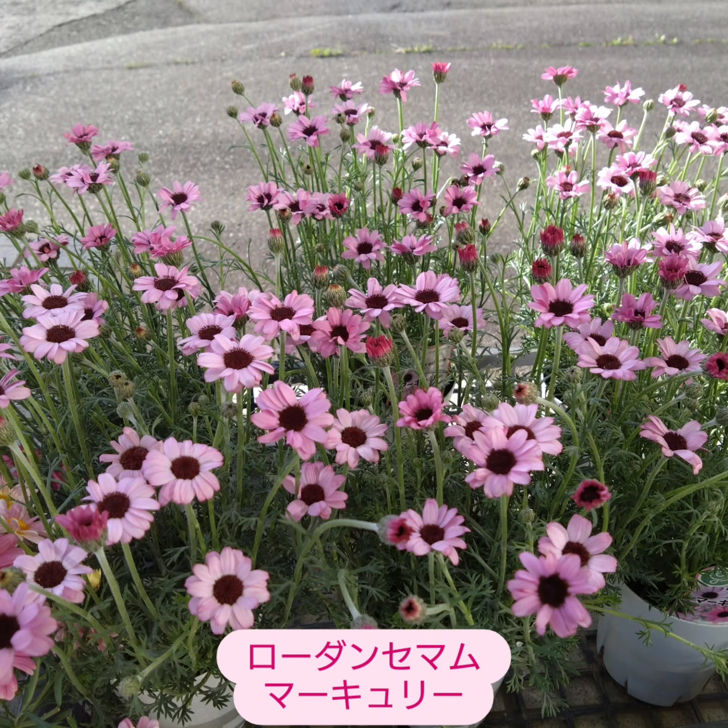 花壇やプランターも華やかになってきました
