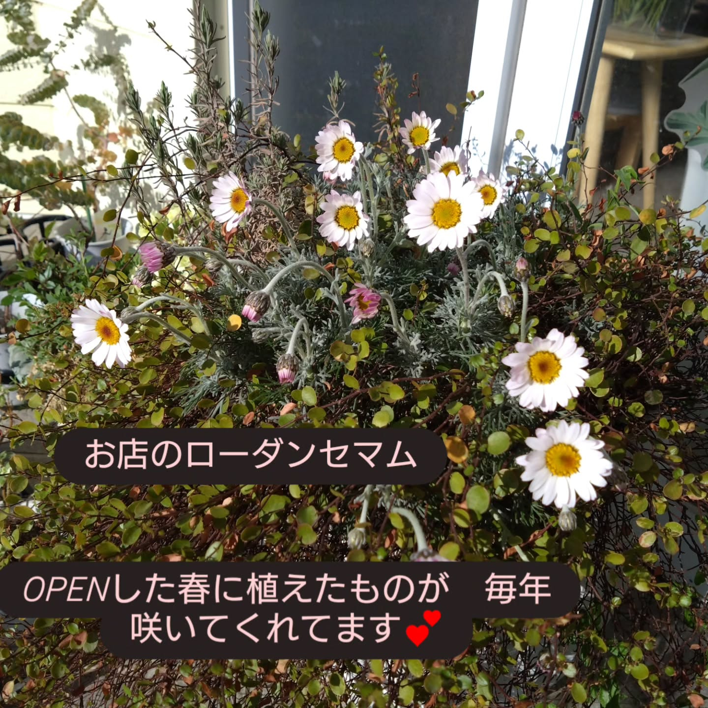 花壇やプランターも華やかになってきました
