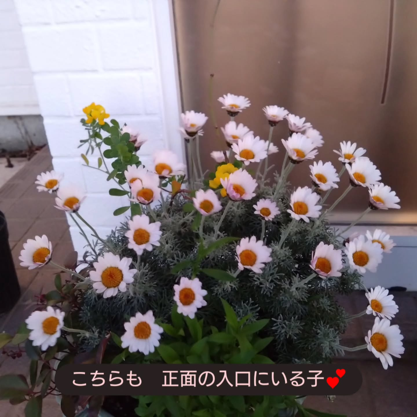 花壇やプランターも華やかになってきました