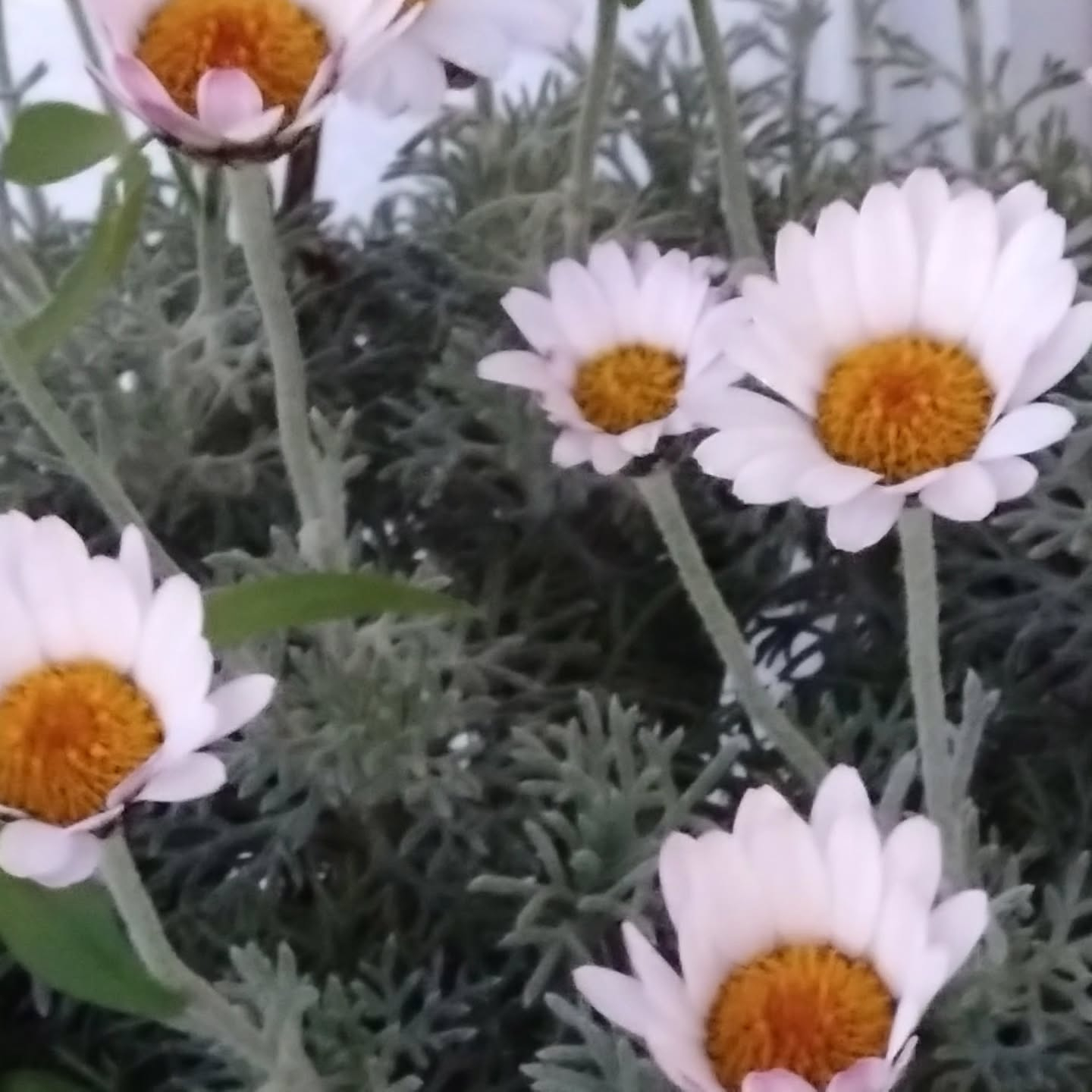 花壇やプランターも華やかになってきました