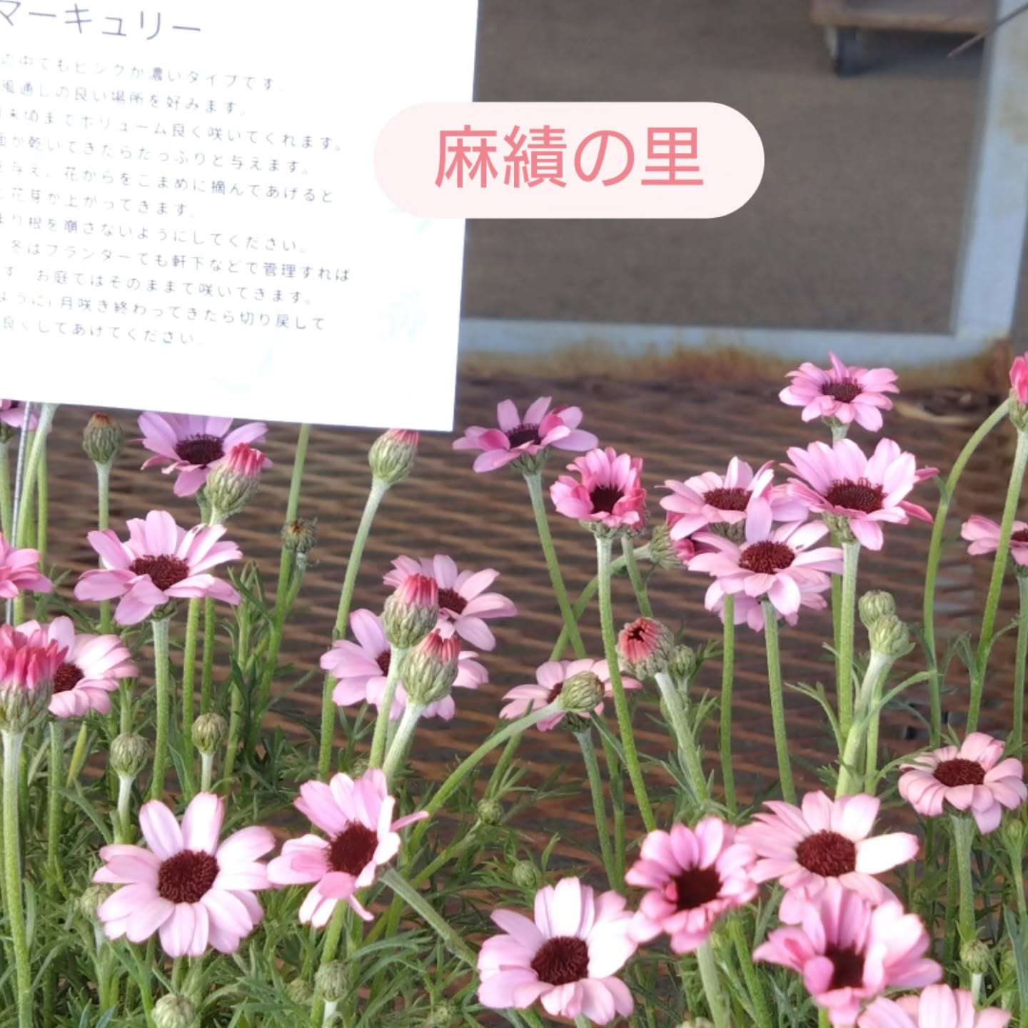 麻績の里さんに納品してきました😃