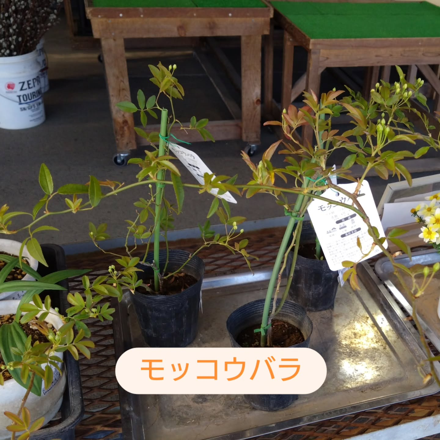 麻績の里さんに納品してきました😃