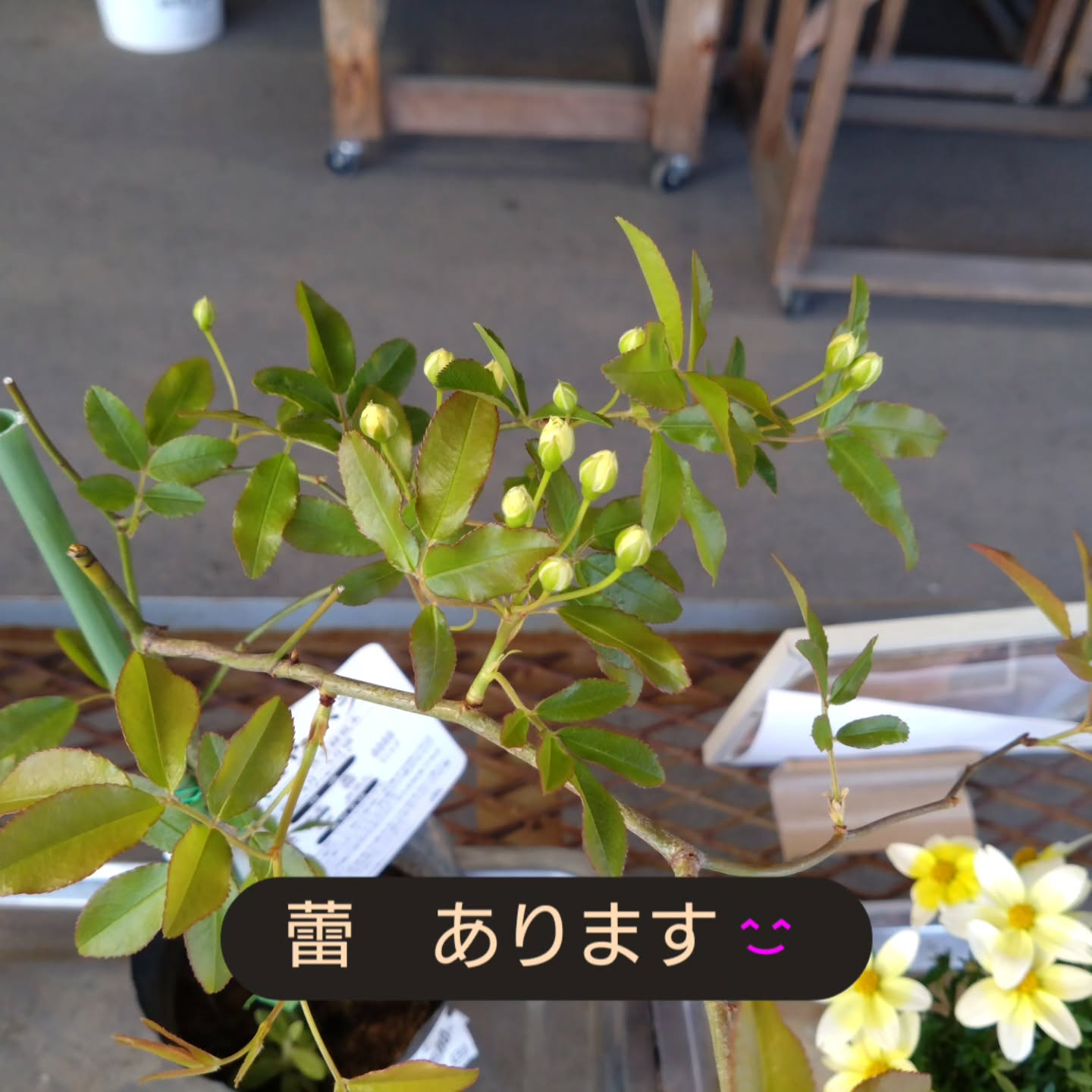 麻績の里さんに納品してきました😃