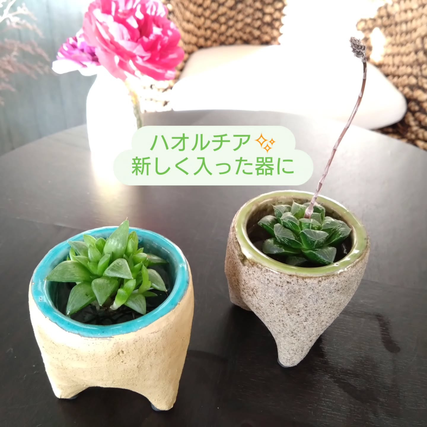 ハオルチア可愛くなりました🥰