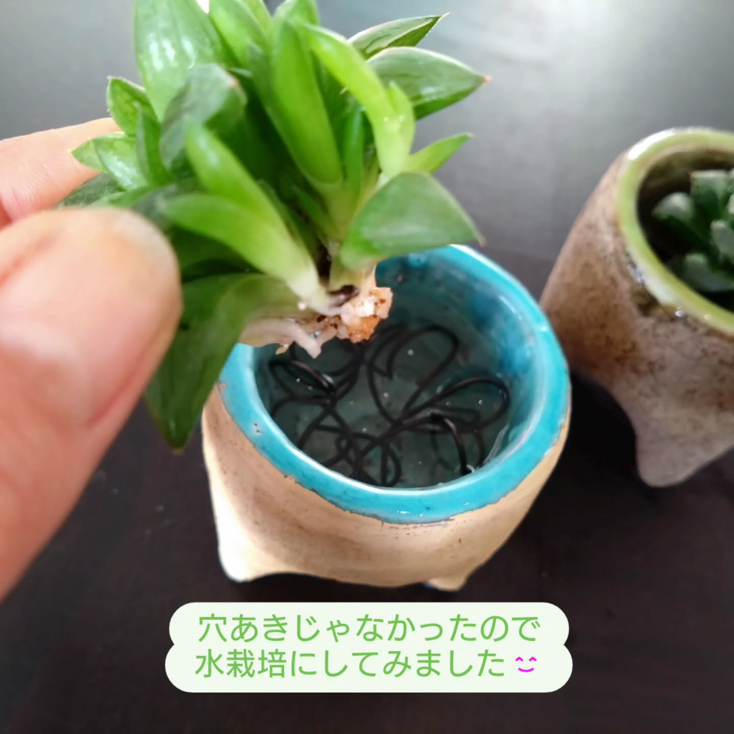 ハオルチア可愛くなりました🥰